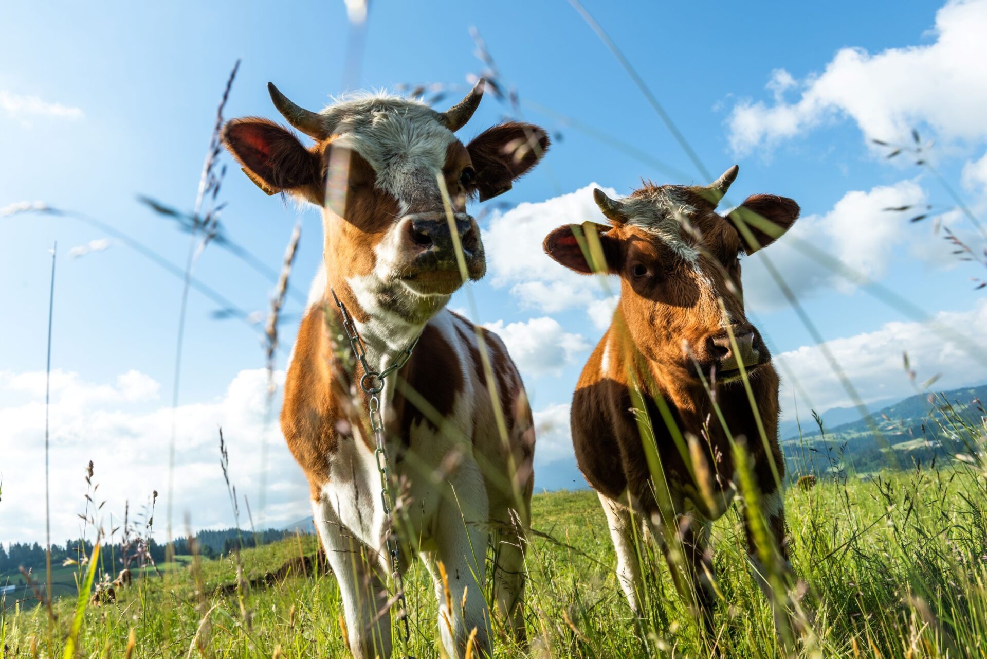 Opatrenia proti slintačke a krívačke